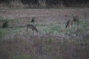 Some of our deer feeding at dusk