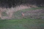 Another deer coming up from the marshy area