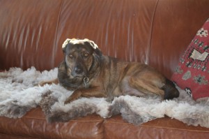 Mr. Cody on the double sheepskin from our Scotland trip