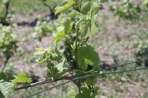 Baby grape clusters starting at Ciccone Winery