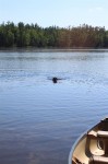 Cody swims back with a fetch stick