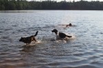 Jasper, Bear and Cody play fetch stick in the lake