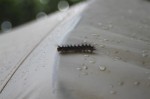 A caterpillar crawling around on one of the tents...